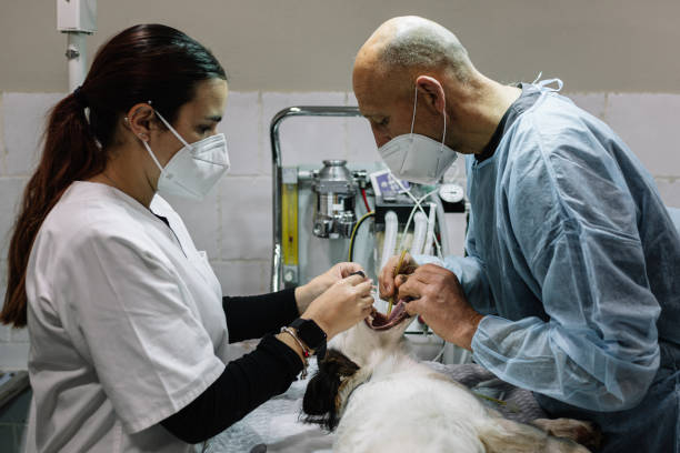 Best Dentist Open Late Near Me [placeholder7] in Sandy Valley, NV